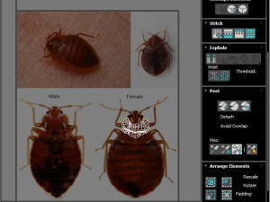 Bedbugs Set 3D Model