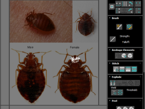Bedbugs Set 3D Model