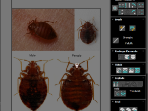 Bedbugs Set 3D Model