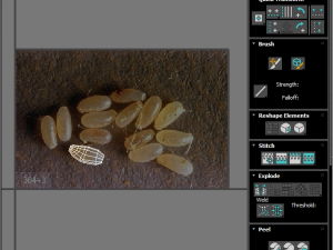 Bedbugs Set 3D Model