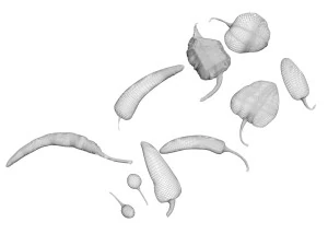 Chili Peppers Set 3D Model