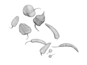 Chili Peppers Set 3D Model