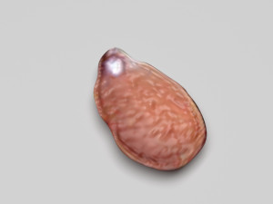 Spices Collection Model 3D