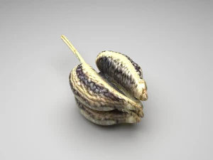 Spices Collection 3D Model