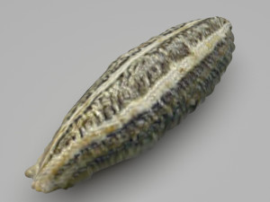 Spices Collection Model 3D