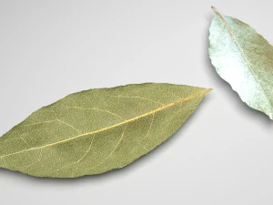 Spices Collection 3D Model