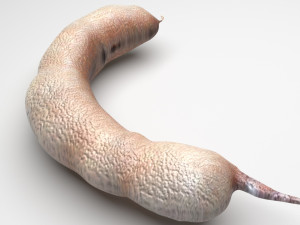 Spices Collection Model 3D