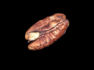 Pecan Nut 3D Model