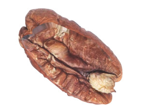 Pecan Nut 3D मॉडल