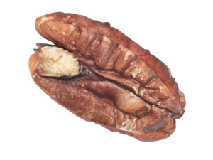Pecan Nut 3D मॉडल