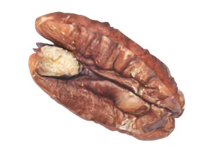 Pecan Nut 3D Model