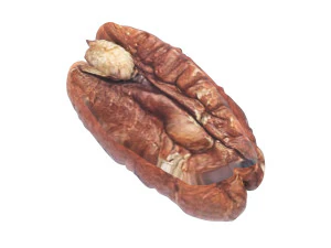Pecan Nut 3D Model