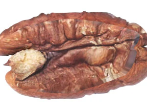 Pecan Nut 3D Model