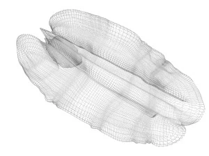 Pecan Nut 3D Model