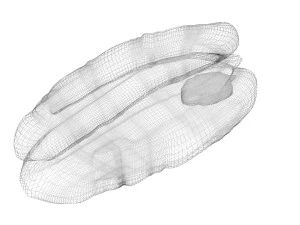 Pecan Nut 3D Model