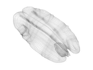 Pecan Nut 3D Model