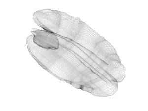 Pecan Nut 3D Model