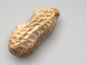 Unshelled Peanut 3D 모델