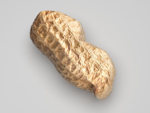 Unshelled Peanut 3D 모델