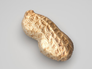 Unshelled Peanut 3D 모델