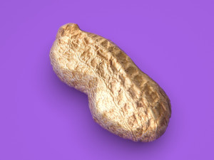 Unshelled Peanut 3D 모델