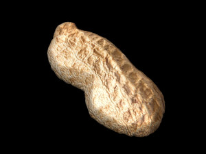 Unshelled Peanut 3D 모델