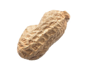 Unshelled Peanut 3D 모델