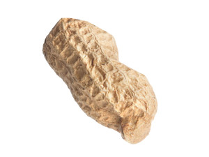 Unshelled Peanut 3D 모델