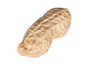 Unshelled Peanut 3D 모델