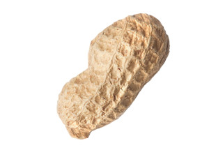 Unshelled Peanut 3D 모델