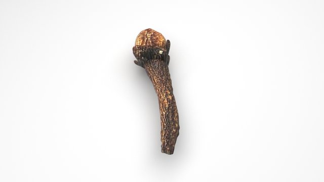 Clove 3D 모델 .c4d .max .obj .3ds .fbx .stl .blend 
