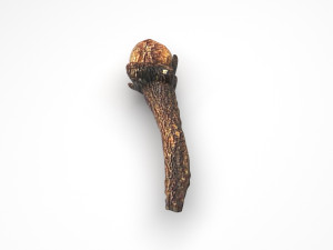 Clove 3Dモデル