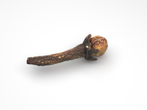 Clove 3D 모델