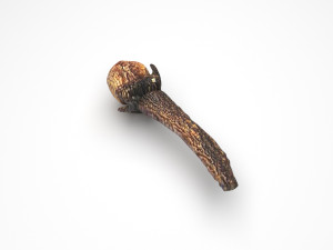 Clove 3D 모델
