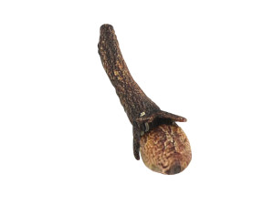 Clove 3D 모델