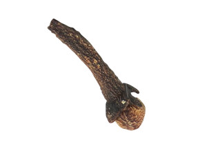Clove 3D 모델