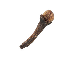 Clove 3D 모델