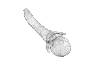 Clove 3D 모델