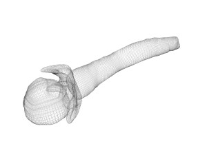 Clove 3D 모델