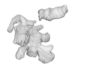 Gingers Modèle 3D