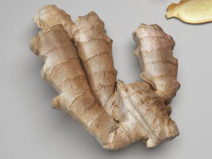 Gingers 3D Model