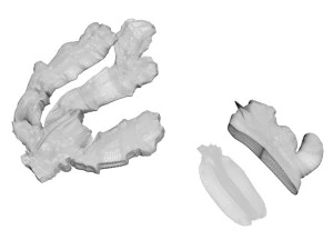 Gingers 3D Model