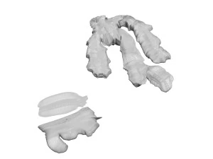 Gingers 3D Model
