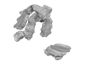 Gingers 3D Model