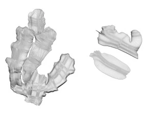 Gingers 3D Model