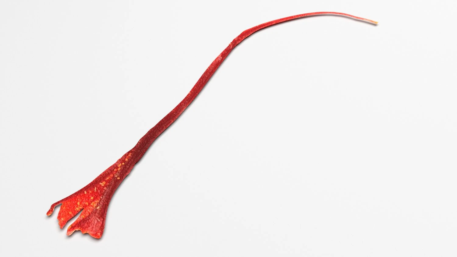 Saffron 3D Model .c4d .max .obj .3ds .fbx .stl .blend 