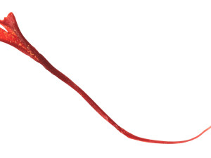 Saffron 3D 模型