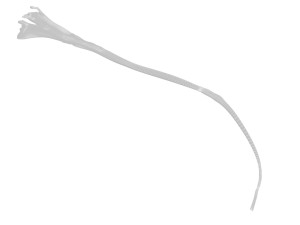 Saffron 3D 模型