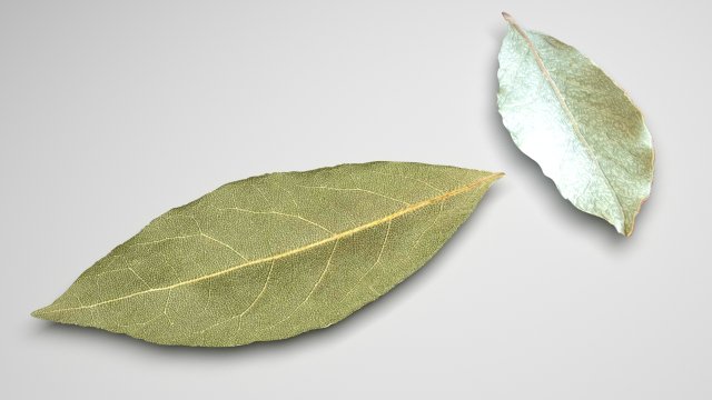 Dried bay leaves 3D Model .c4d .max .obj .3ds .fbx .stl .blend 