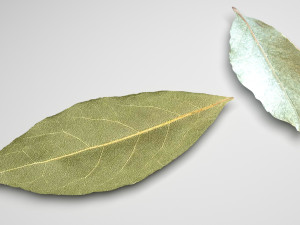 Dried bay leaves 3D Model